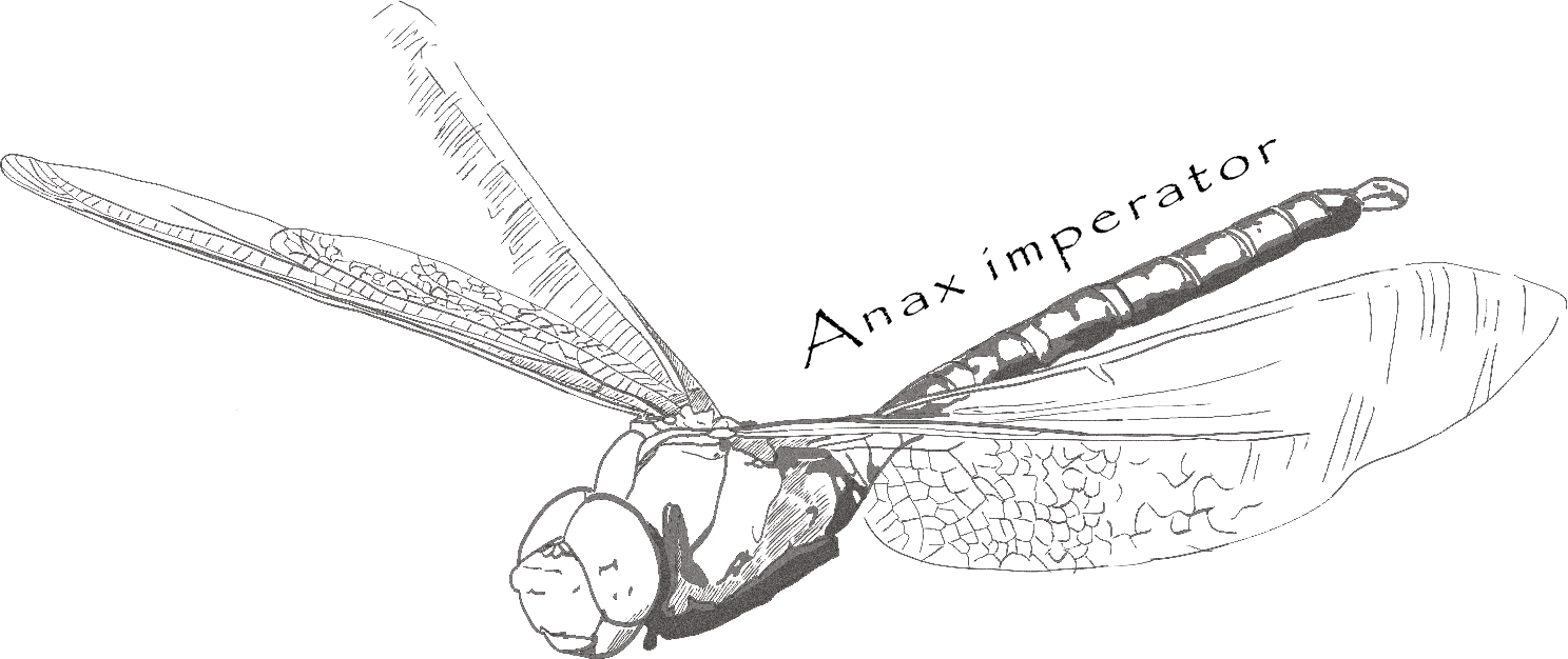 dibujo de libélula