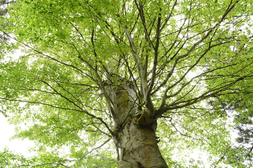 Bosque cantábrico en el Parque Natural de Redes