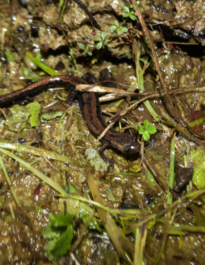 Salamandra rabilarga en el Parque Natural de Redes