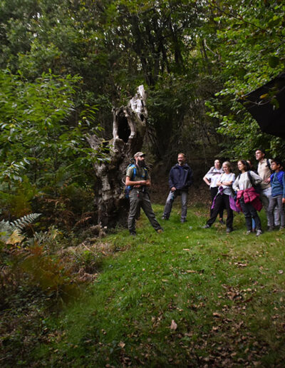 Explicación de la estructura del bosque cantábrico en el Parque Natural de Redes