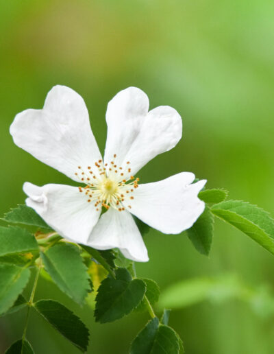 Flor de Rosa silvestre en el Parque Natural de Redes