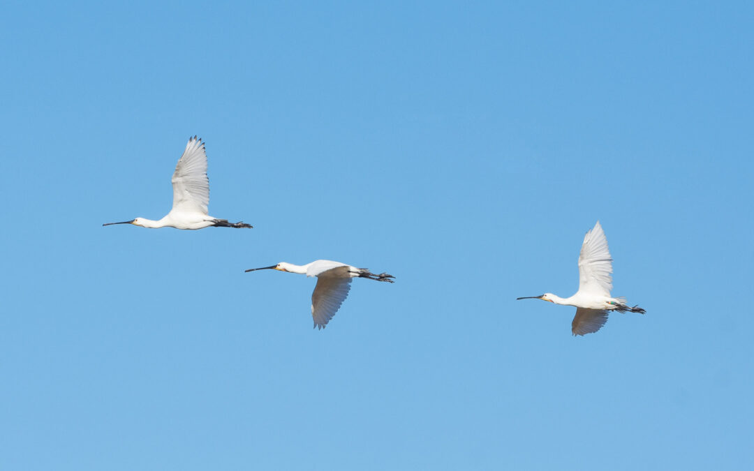 Birdwatching en la ria de villaviciosa