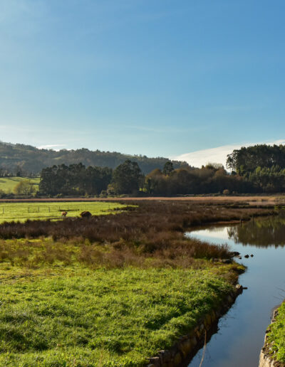 Zona de prado con vegetación de marisma en la Ría de Villaviciosa