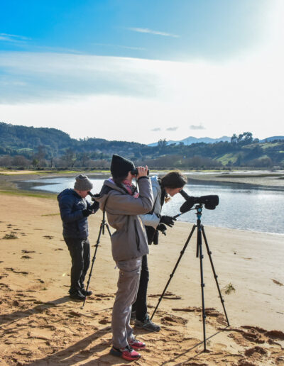 Observación de aves guiada desde la playa de Misiego