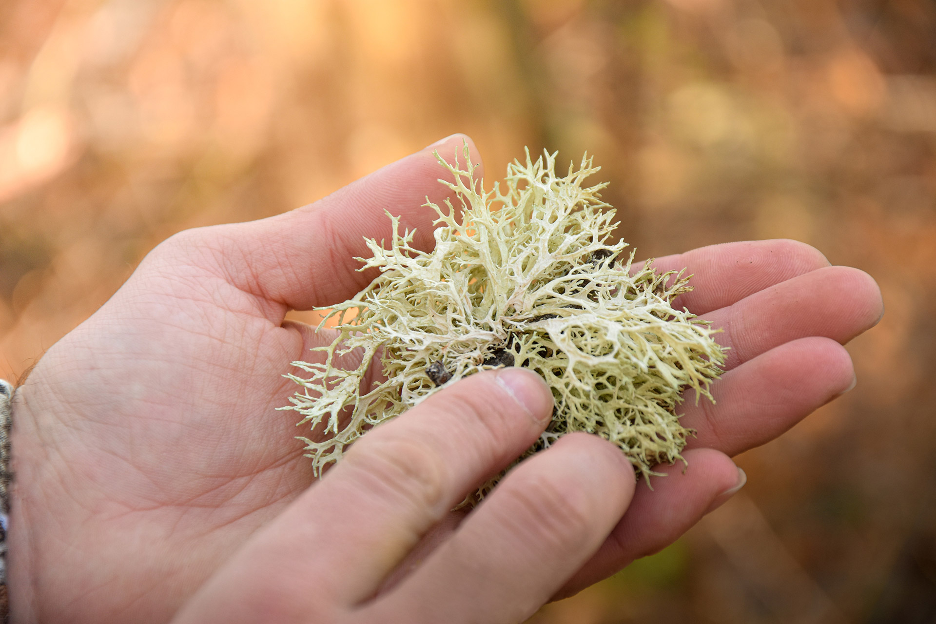 Análisis de un liquen fruticoso en el bosque del Parque Natural de Redes