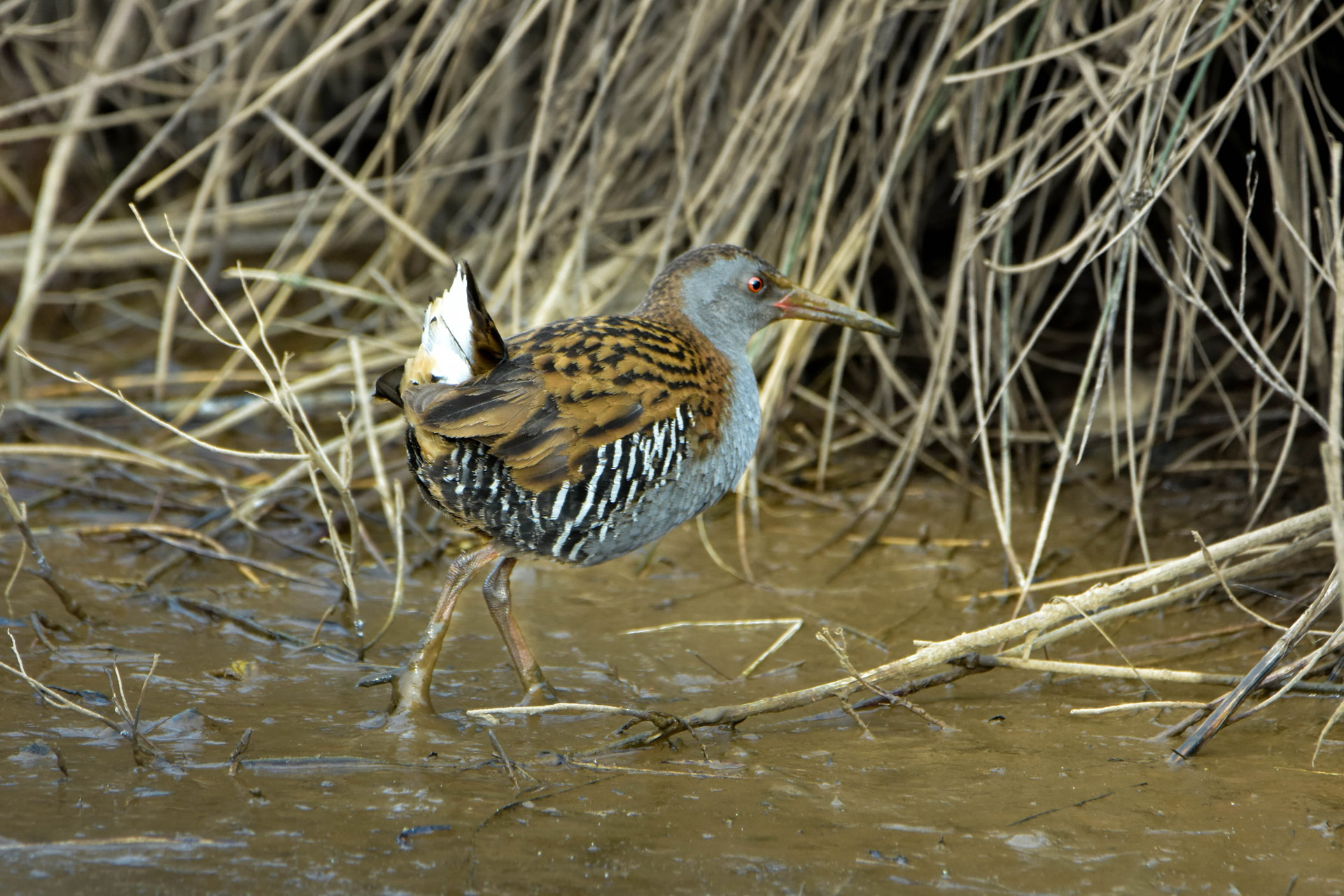 Terix_Rallus-aquaticus Ruta nocturna en Sobrescobio