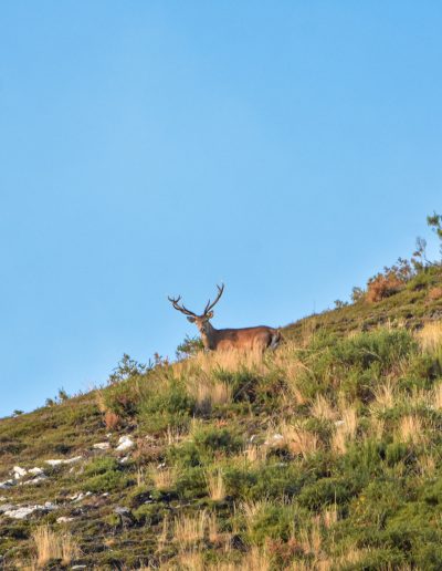 Ciervo observado durante la berrea en el Parque Natural de Redes